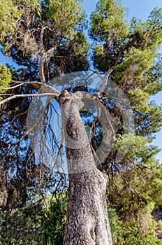 Vertical perspective of a tall Jerusalem Pine tree, Rosh Pina, Israel