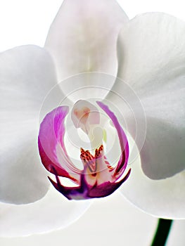 Vertical Phalaenopsis Orchid