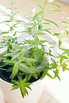 Vertical photo of Aloysia citrodora, lemon beebrush, lemon verbena growing on the balcony in a pot. Selective focus and natural