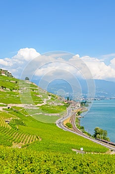 Vertical photo of beautiful terraced vineyards on slopes by Lake Geneva in Switzerland. Lavaux wine region. Swiss countryside.