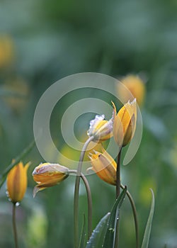 vertical photo of beautiful yellow tulip flowers close up, in the rain