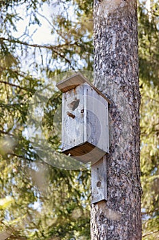 Vertical photo of birdhouse in the forest