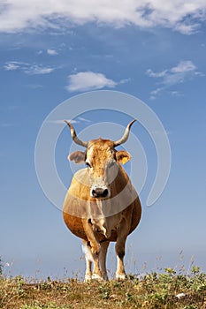 A vertical photo of a brown cow