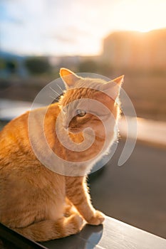 Vertical photo. Brown tabby cat sitting on the windowsill at sunset, looks back