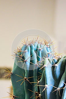 Vertical photo of a cactus growing in a tropical greenhouse. Cacti with thorns