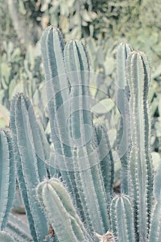 Vertical photo of Carnegiea Gigantea growing in desert