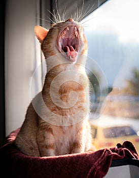 vertical photo .cat yawning in front of the window photo