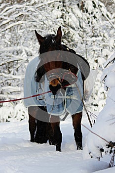 vertical photo of a chestnut horse in a winter forest. in a horsecloth, with a bridle and a saddle