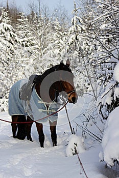 vertical photo of a chestnut horse in a winter forest. in a horsecloth, with a bridle and a saddle