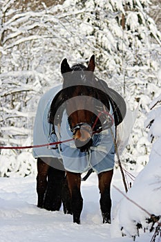 vertical photo of a chestnut horse in a winter forest. in a horsecloth, with a bridle and a saddle