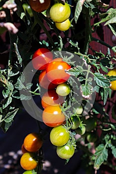 Vertical photo of clusters of tomatoes in various stages of ripeness