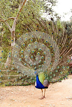 Vertical photo of a colorful peacock with all its tail unfolded showing its long feathers to visitors