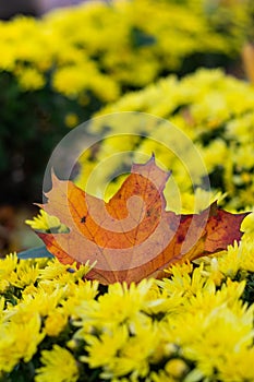 Vertical photo of a fallen orange leaf lies in the middle of yellow flower buds. Leaf in the center of the frame in focus