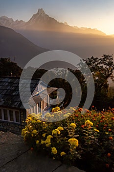 Vertical photo of Fish Tail peak Machapuchare during sunrise with yellow and red flowers as foreground, Nepal