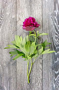 One peony flower in full bloom of bright pink color and green leaves on a wooden background. Selective focus, flat lay, macro.