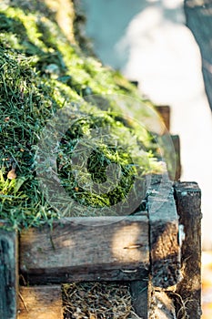 Vertical photo of fresh green cut green grass pile in wooden box. Compost, manure waste heap as ecological fertilizer.