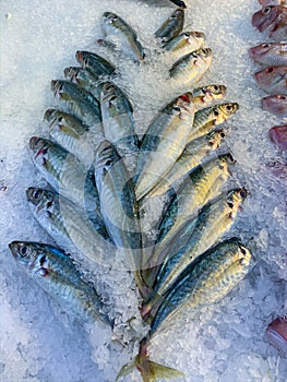 Vertical photo of frozen fish in ice at the seafood market