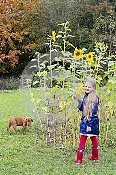 A vertical photo of a girl stands next to sunflowers. Puppy and child in sunflowers. Friendship of a child and a puppy.