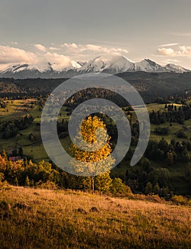 Vertical photo of golden and leafy tree with beautiful meadow valley on foreground. Amazing sunset on meadows with warm and cozy