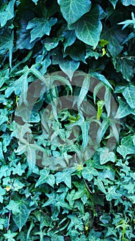 Vertical photo of green ivy on vintage wooden wall backgound