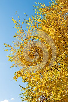 Vertical photo of a group of white birch trees with yellow foliage is against the blue sky background in the forest in
