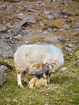 vertical photo of a horny sheep licking her breeding, newly born