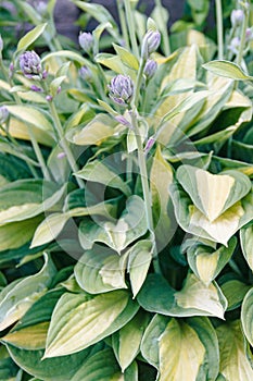 Vertical photo of Hosta blooms in the garden
