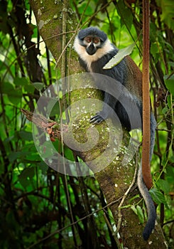 Vertical photo of L`Hoest`s monkey, Allochrocebus lhoesti, mountain monkey among leaves in Bwindi Impenetrable Forest, Uganda