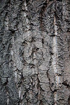 Vertical photo of large cracks in the tree bark