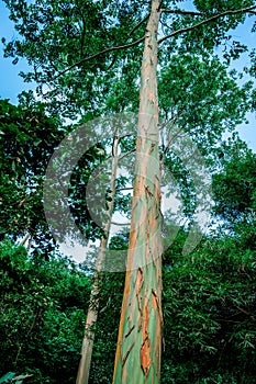 Vertical photo of a large tree trunk in the jungle with a blue sky