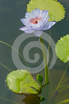 Vertical photo of light blue lotus with pink lotus pollen
