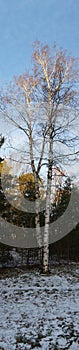 Vertical photo panorama. Amazing snowy forest in January. Berlin, Germany