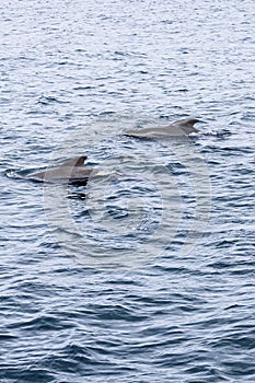 Vertical photo of pilot whales swimming in unison in the cool expanse of the Norwegian Sea