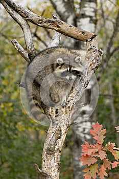 Vertical photo of raccoon on top of tree limb