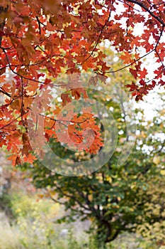 Vertical photo of red and orange fall tree