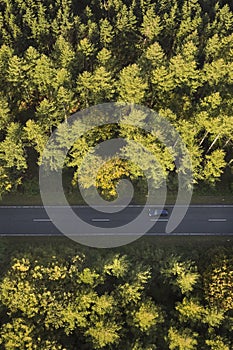 vertical photo road in the middle of tall trees