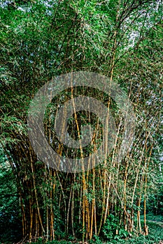 Vertical photo of several trunks of bamboo tree in a rainforest