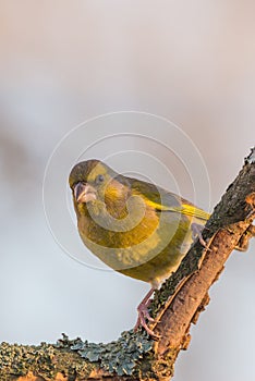 Colorful greenfinch bird perched on twig partially without bark