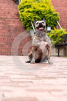 vertical photo of Smiling brindle pitbull portrait with orange stairs background. Tender brown brindle dog with