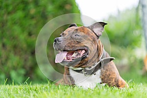 Vertical photo of staffordshire bull terrier on grass field with