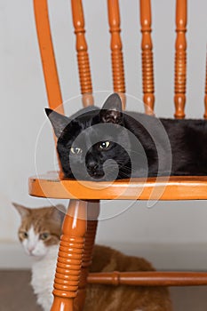 Vertical photo of tired lazy black house cat laying with head on paws eyes open