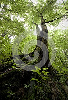 Vertical photo of a tree with green moss in a green forest in summer