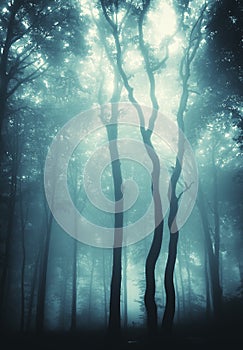 Vertical photo of trees in a forest with fog