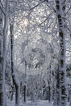 Vertical photo of trees with sunlight shining through their snow-covered branches