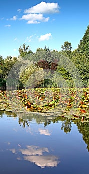 Verticalmente de árboles a Agua 