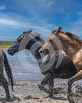 Vertical photo of two wild horses, one brown and one black, crossing a river in the province of Corrientes, Argentina.