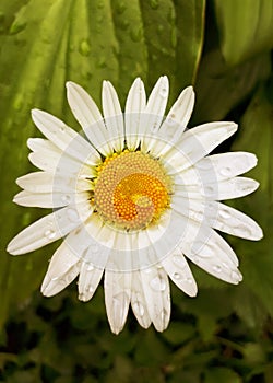 Vertical photo of white chamomile flower with dew drops close-up among green grass. The concept of folk herbal medicine