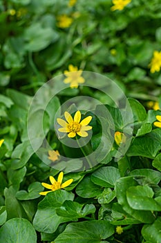 Vertical photo of yellow flowers with lots of green leaves in the background