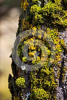 Colorful moss on the bark of a tree in the forest photo