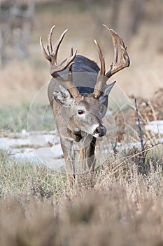 Vertical photograph a big whitetail buck